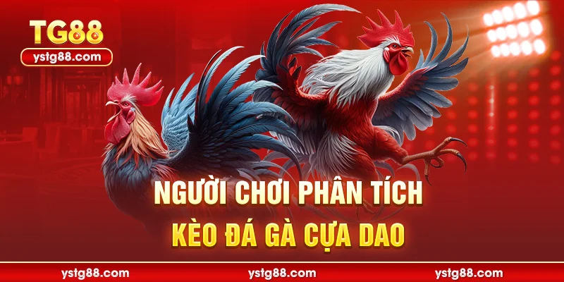Người chơi phân tích kèo đá gà cựa dao